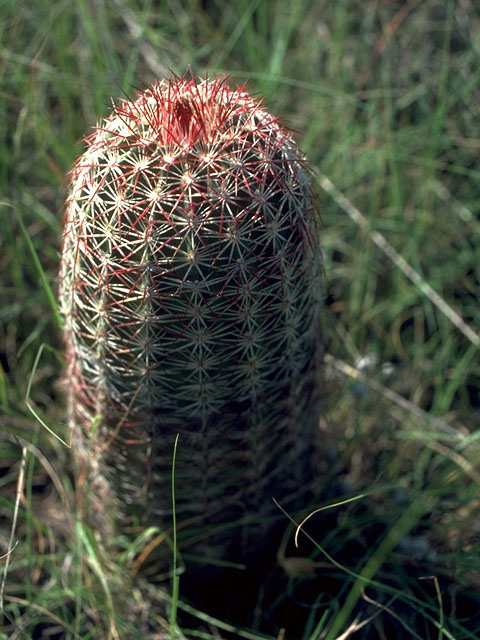 Echinocereus viridiflorus var. cylindricus (Green-flowered hedgehog cactus) #15030
