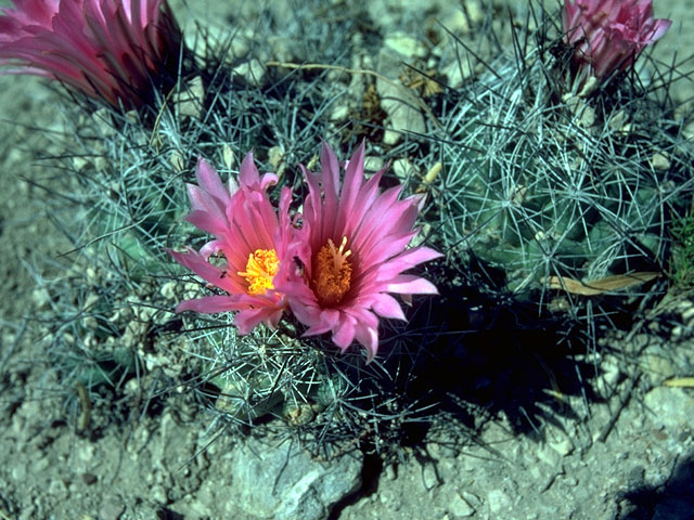 Neolloydia conoidea (Chihuahuan beehive cactus) #15034