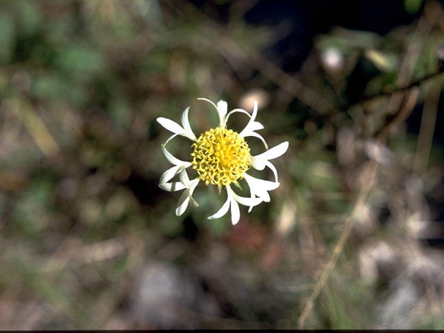 Gaillardia aestivalis (Lanceleaf blanketflower) #15079