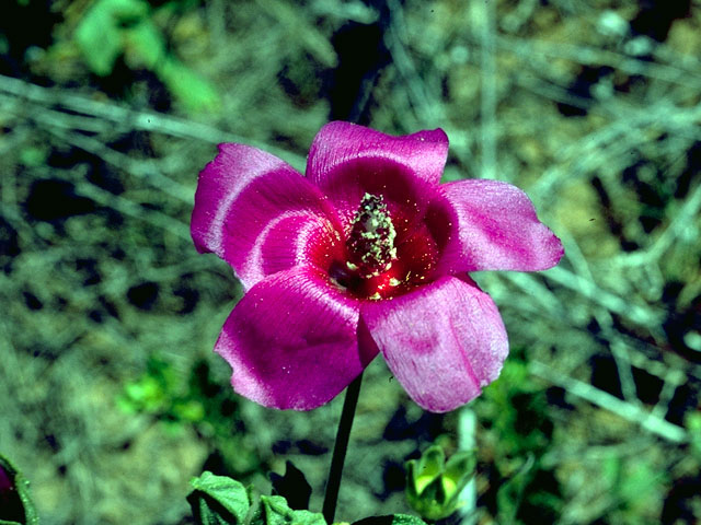 Callirhoe scabriuscula (Texas poppymallow) #16661