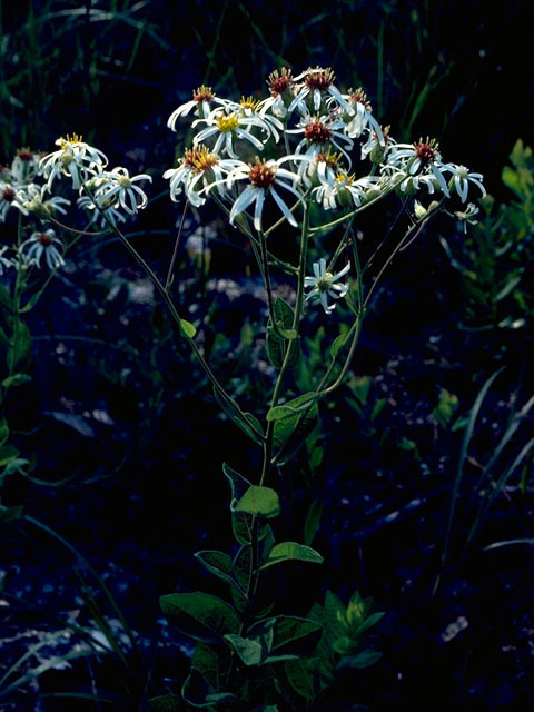 Oclemena reticulata (Pine barren whitetop aster) #16690