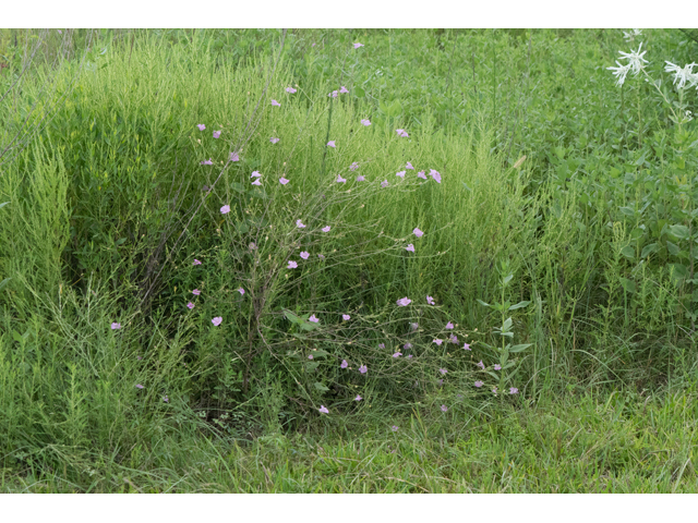 Agalinis heterophylla (Prairie agalinis) #42380