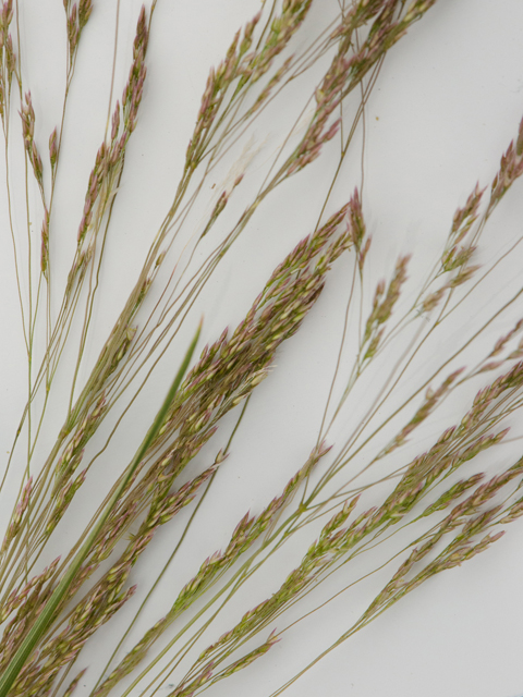 Agrostis hyemalis (Winter bentgrass) #42384