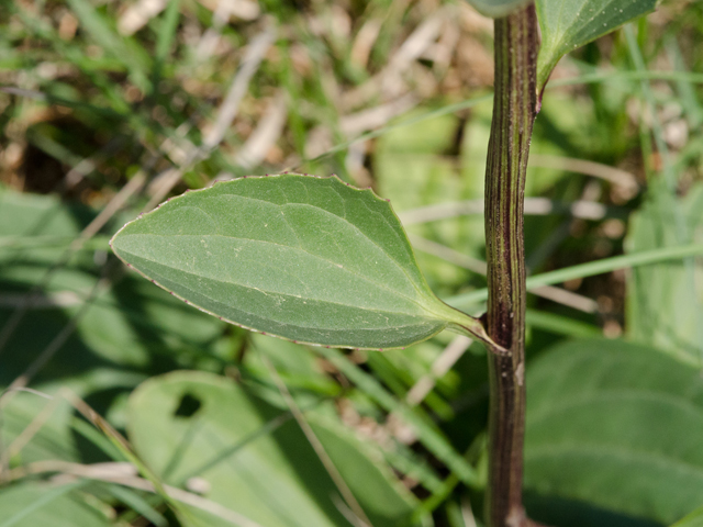 Arnoglossum plantagineum (Groovestem indian plantain) #42386