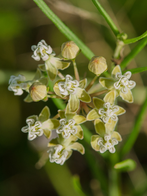 Asclepias linearis (Slim milkweed) #42389
