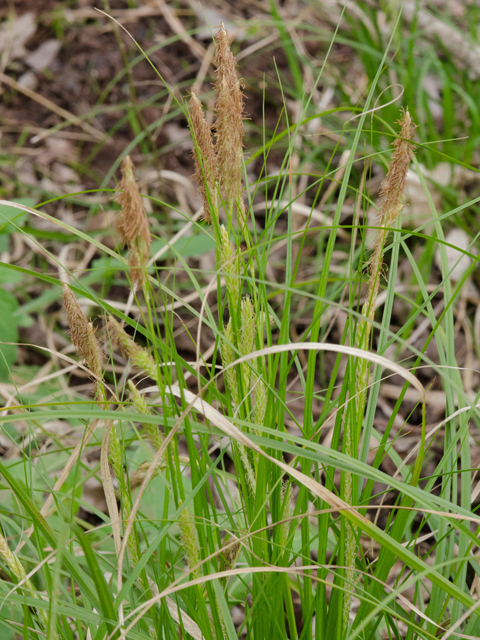 Carex cherokeensis (Cherokee sedge) #42403