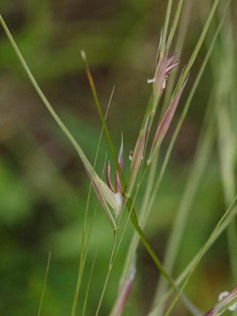 Nassella leucotricha (Texas wintergrass) #42461