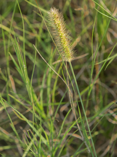 Setaria parviflora (Marsh bristlegrass) #42507