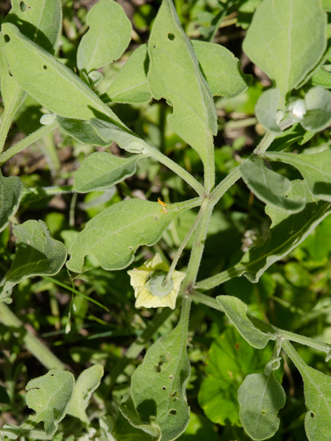 Physalis cinerascens (Smallflower groundcherry) #43017