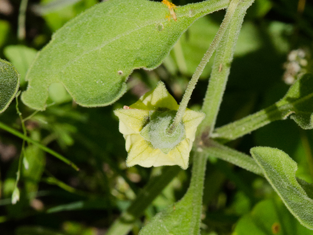 Physalis cinerascens (Smallflower groundcherry) #43018
