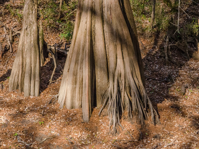 Taxodium distichum (Bald cypress) #43050