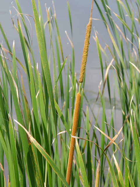 Typha domingensis (Southern cattail) #43054