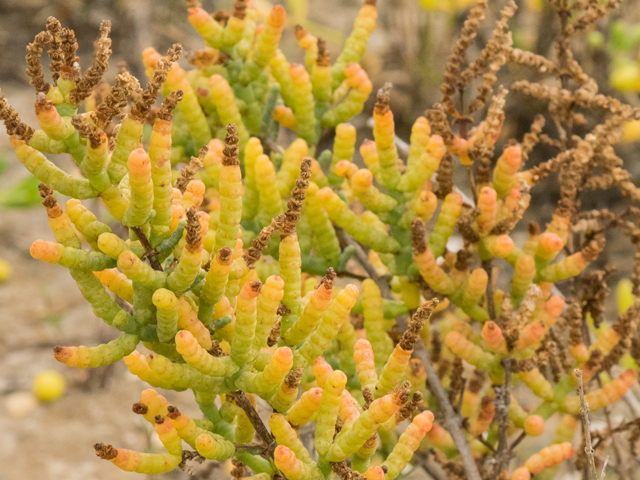 Salicornia depressa (Virginia glasswort) #43118