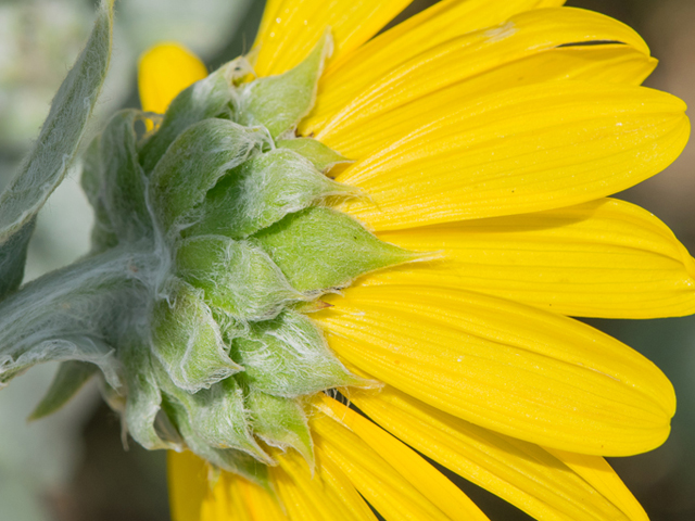 Helianthus argophyllus (Silverleaf sunflower) #46385