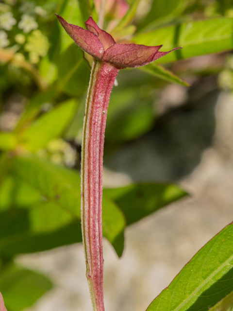 Ludwigia octovalvis (Mexican primrose-willow) #46396