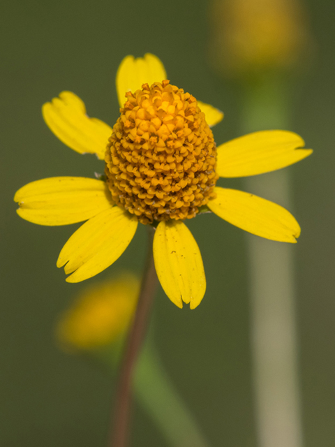 Acmella oppositifolia var. repens (Oppositeleaf spotflower) #46854