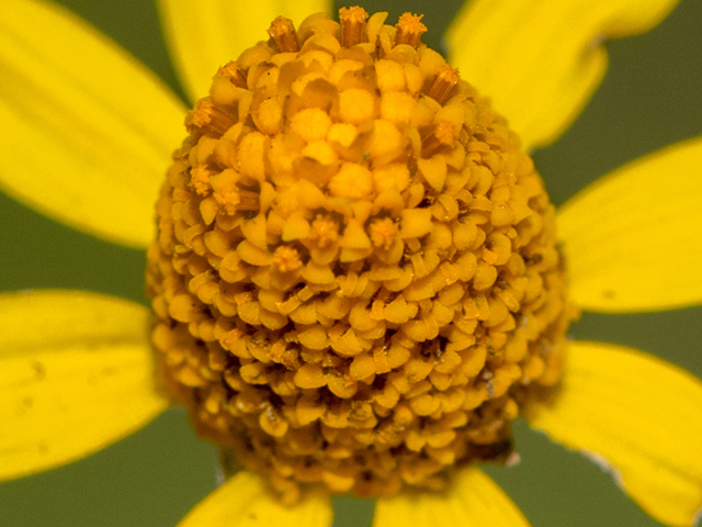 Acmella oppositifolia var. repens (Oppositeleaf spotflower) #46857