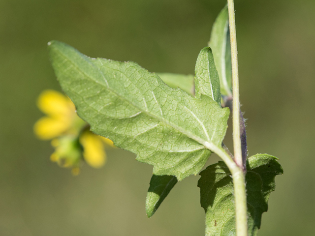 Acmella oppositifolia var. repens (Oppositeleaf spotflower) #46859