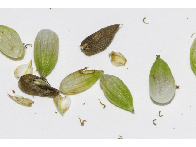 Carex bulbostylis (False hair sedge ) #48351