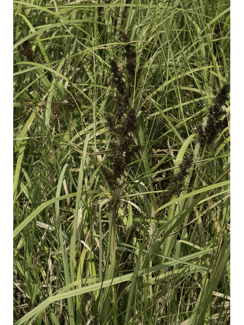 Carex crus-corvi (Ravenfoot sedge) #48370
