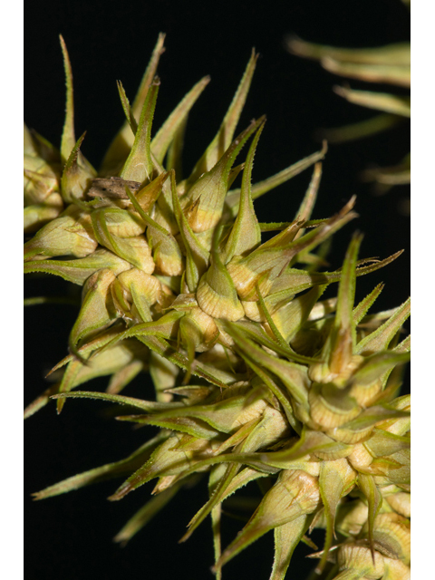 Carex crus-corvi (Ravenfoot sedge) #48372