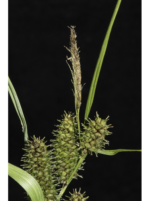Carex frankii (Frank's sedge) #48382