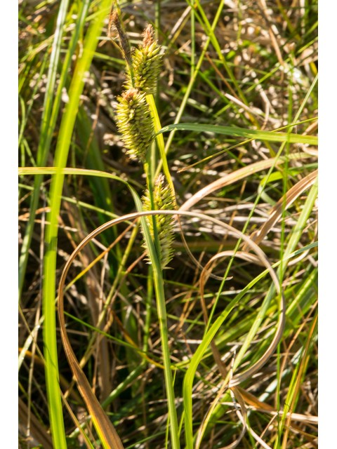 Carex hyalinolepis (Shoreline sedge) #48388