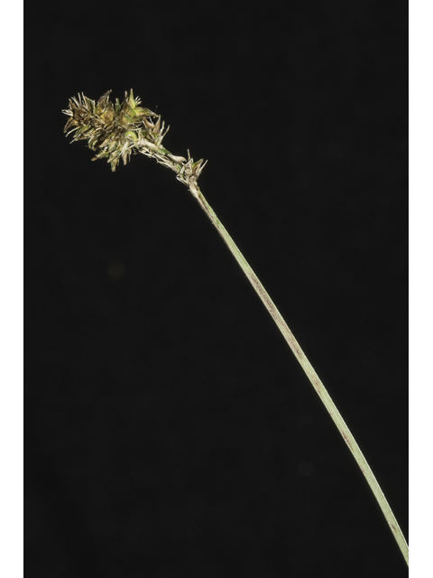 Carex leavenworthii (Leavenworth's sedge ) #48392