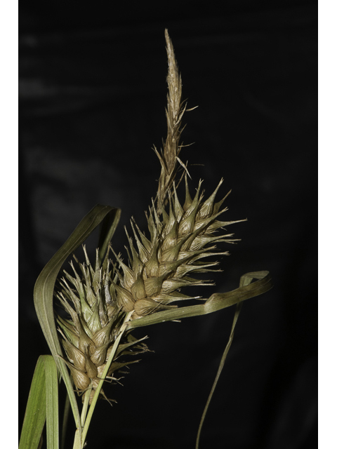 Carex lupuliformis (False hop sedge) #48398