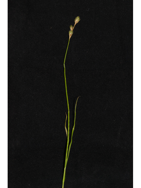 Carex tetrastachya (Britton's sedge) #48410