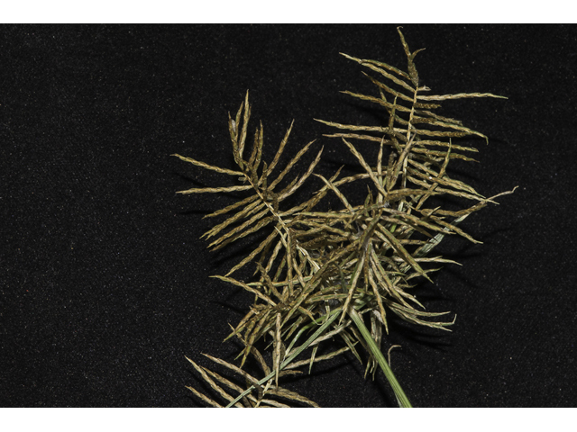 Cyperus strigosus (Straw-colored flatsedge) #48520