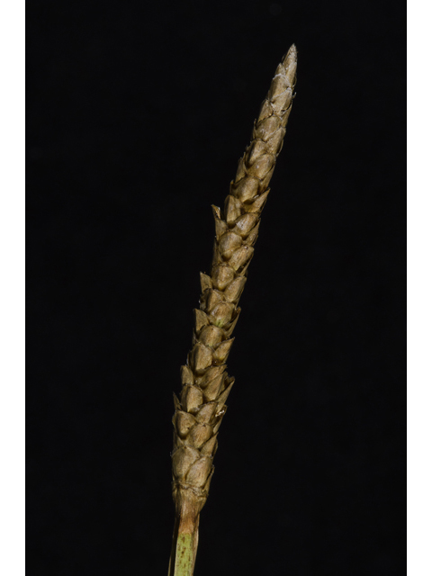 Eleocharis quadrangulata (Squarestem spikerush) #48572