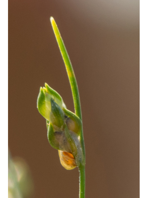 Isolepis carinata (Keeled bulrush ) #48607