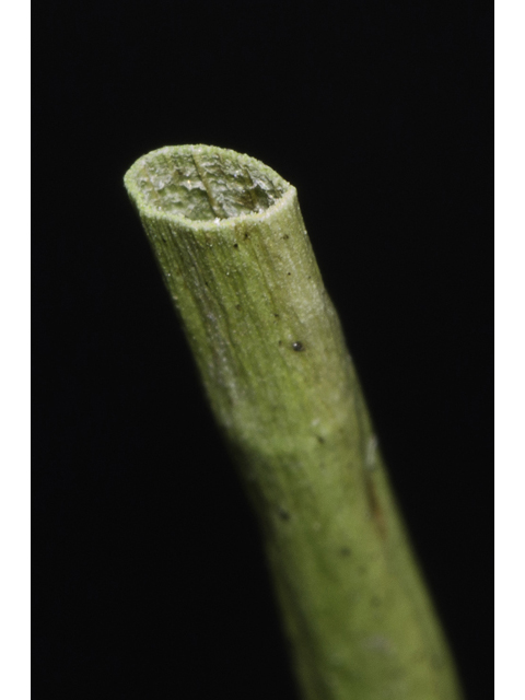Juncus brachycarpus (Whiteroot rush ) #48615