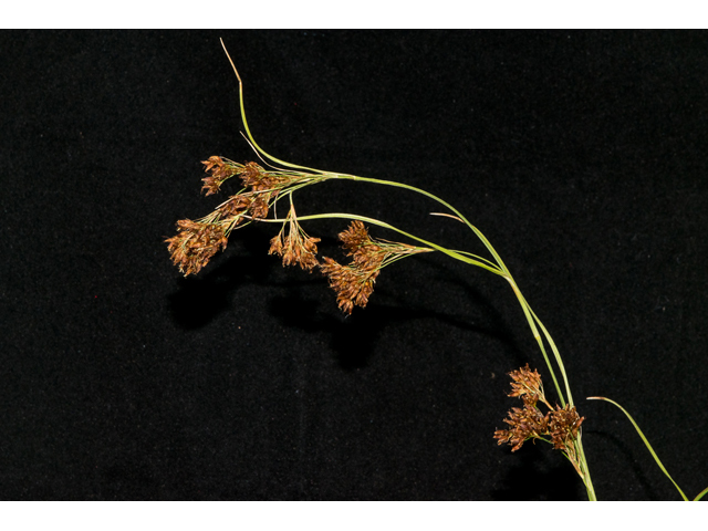 Rhynchospora caduca (Anglestem beaksedge) #48693