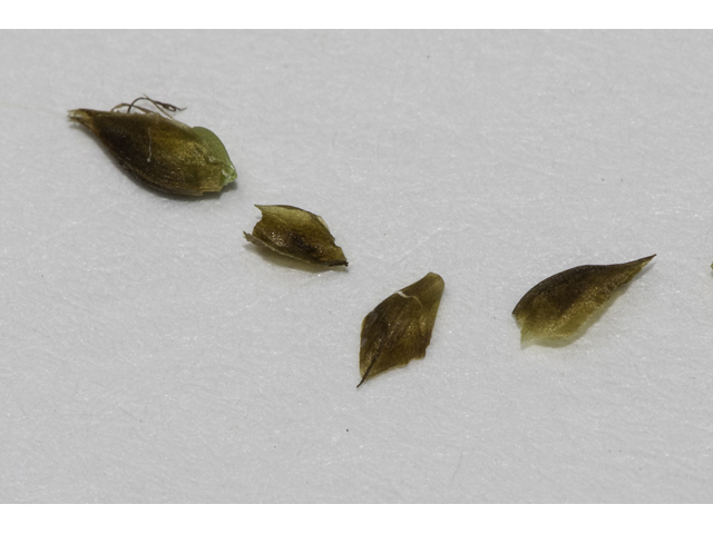 Rhynchospora caduca (Anglestem beaksedge) #48696