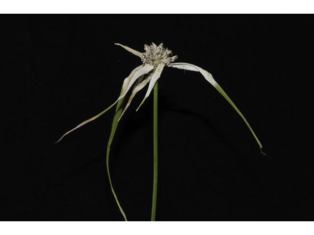 Rhynchospora colorata (Whitetop sedge) #48698