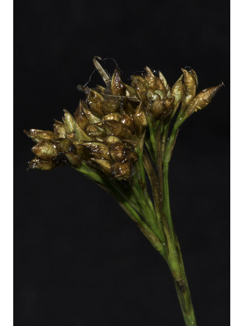 Rhynchospora elliottii (Elliott's beaksedge) #48709