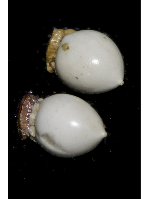 Scleria oligantha (Littlehead nutrush ) #48756