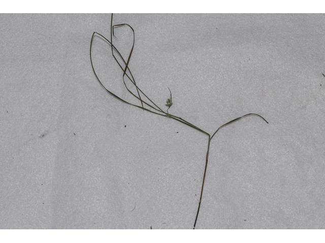Scleria pauciflora (Few-flowered nutrush) #48757