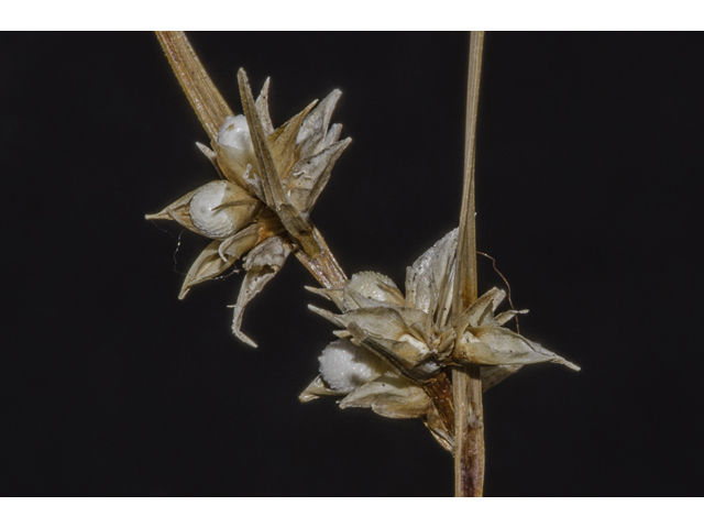 Scleria pauciflora (Few-flowered nutrush) #48759