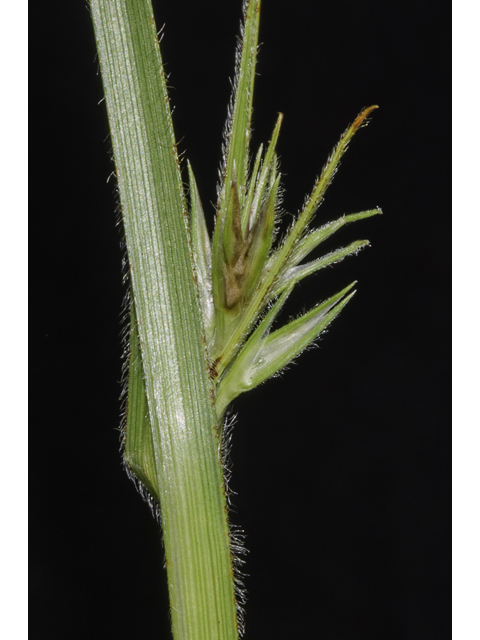 Scleria ciliata (Fringed nutrush ) #48775