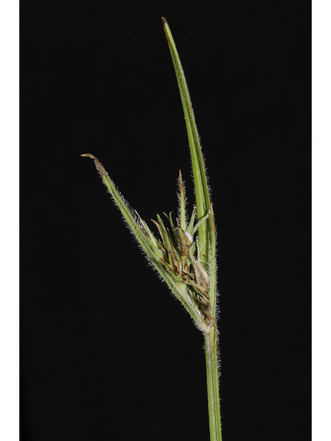 Scleria ciliata (Fringed nutrush ) #48776