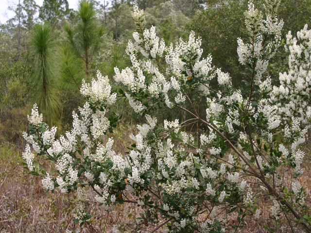 Cliftonia monophylla (Buckwheat tree) #27208