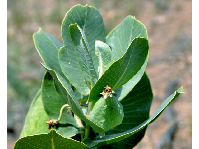 Asclepias latifolia (Broadleaf milkweed) #36693