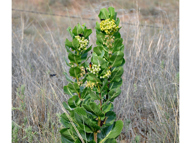 Asclepias latifolia (Broadleaf milkweed) #36694