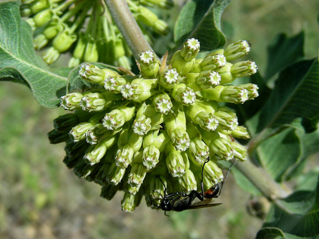 Asclepias viridiflora (Green comet milkweed) #36734