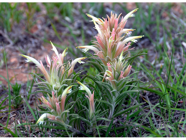 Castilleja sessiliflora (Downy painted cup) #36745