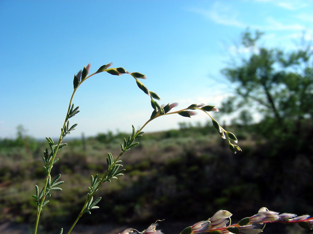 Dalea enneandra (Nine-anther prairie clover) #36752