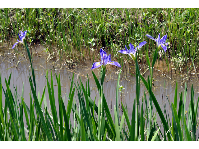 Iris giganticaerulea (Giant blue iris) #36755